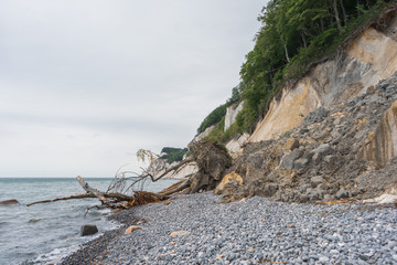 Fallen tree at the cliffs of Møns klint. Landslide from the Moens chalk cliffs on to the stone beach. Grey and green colors.