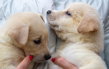 Two cute bright puppies are sitting on the hands of a person and with their faces to each other. Homeless puppies similar to a Labrador