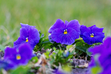 blue violets in the spring garden