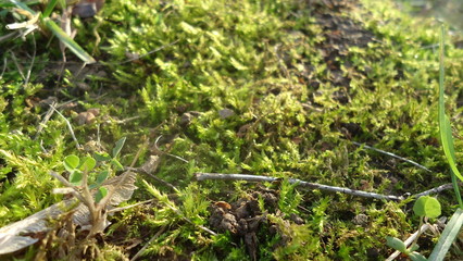 background image of beautiful moss with leaves