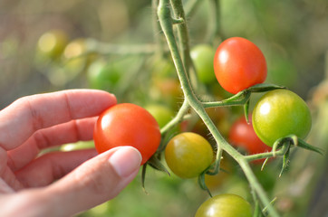  Close up of cherry tomatoes and female hands