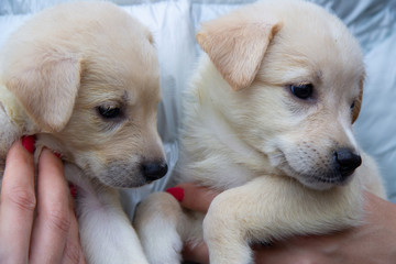 Two beige, cute puppies similar to a Labrador, sitting in the arms of a man and looking somewhere to the side