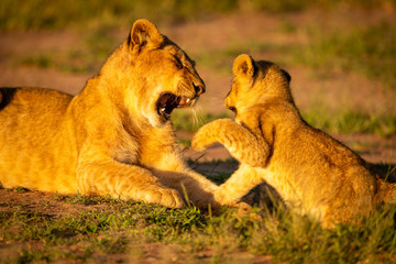 Close-up of two lion cubs play fighting