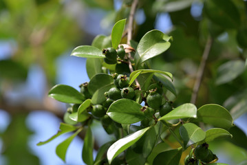 Young fruits of Strawberry Guava, Psidium littorale, on the branch