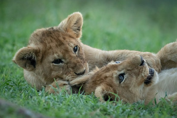 Close-up of two lion cubs playing in grass