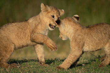 Close-up of two lion cubs playing together