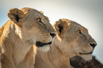 Obraz na płótnie Canvas Close-up of two lioness heads facing right