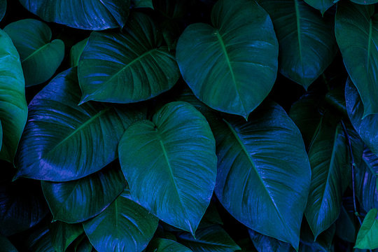 green leaves nature background, closeup leaves texture, tropical leaves © Nabodin