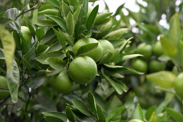 Young fruits of satsuma orange, on the branch