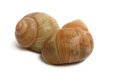 stuffed snails isolated