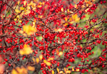Bright barberry branches with red berries and yellow leaves