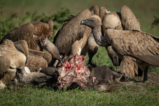 Close-up of white-backed vulture standing over kill