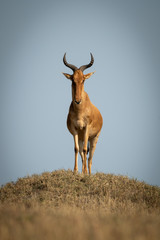 Coke hartebeest stands on mound facing camera