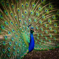 Obraz premium Beautiful male peacock dispalying colorful feathers