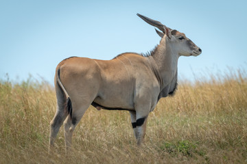 Common eland stands in grass in profile