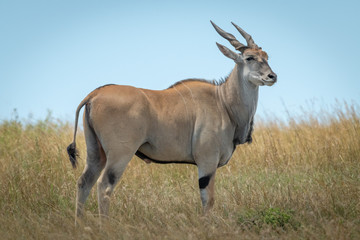 Naklejka na ściany i meble Common eland stands in grass turning head