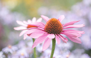 Bl&uuml;te des Sonnenhut (Echinacea)