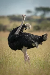 Zelfklevend Fotobehang Common ostrich stands in grass twisting body © Nick Dale