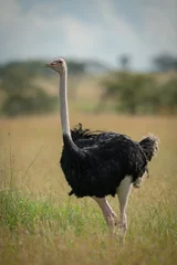 Fotobehang Common ostrich stands in grass watching camera © Nick Dale