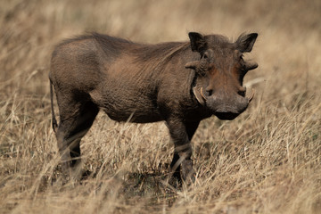 Common warthog eyes camera from long grass