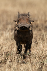 Common warthog faces camera in burnt grass
