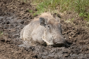 Common warthog lies in mud eyeing camera