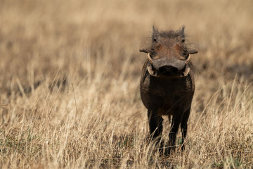 Common warthog facing camera in burnt grass