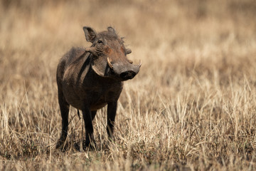 Common warthog in burnt grass eyes camera