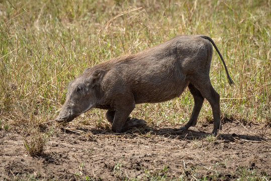 Common warthog grazes kneeling in sunlit grass