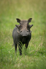 Common warthog stands in grass watching camera