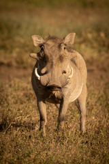 Common warthog stands in grass facing camera