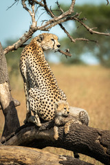 Cub lies behind cheetah on fallen branch