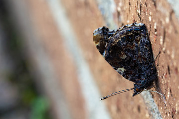 Red Admiral Butterfly, Vanessa Atalanta, resting on a brown brick wall