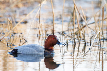 common pochard swims on a spring lake