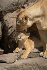 Cub lies on rocks licked by lioness