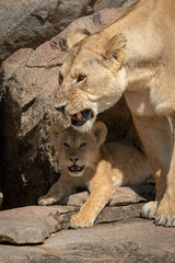 Naklejka premium Cub lies on rocks with growling lioness