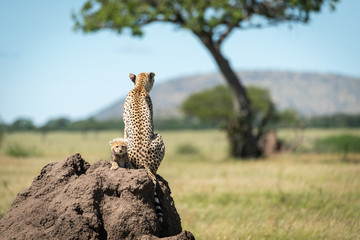 Cub sits behind cheetah on termite mound © Nick Dale