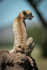Cub sits on termite mound behind cheetah
