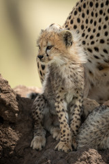 Cub sits on termite mound beside cheetah