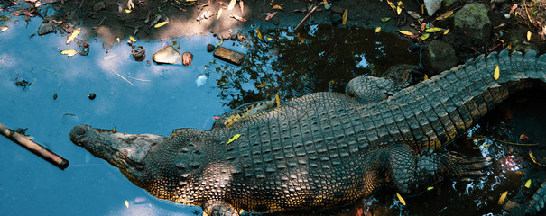 young crocodile keeping in shallow water