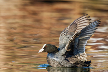 coot on the water mahet stretching wings