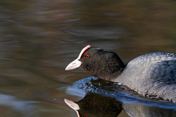 coot quickly swims across the lake, dissecting the water