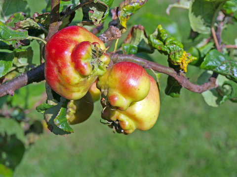 Crippled apples