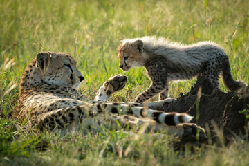 Cub walks towards cheetah lying in grass