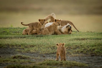 Cub watches lioness lying covered in cubs
