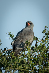 Dark chanting-goshawk cocks head perching in tree