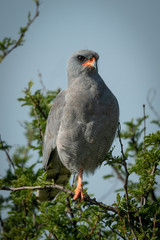 Dark chanting-goshawk eyes camera on one leg