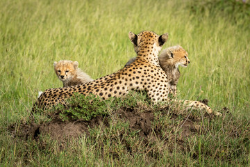Cubs sit with mother on termite mound