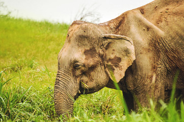 Elephants belong in nature