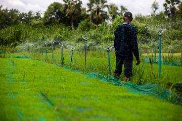 Farmers are looking after rice plants in rice fields.